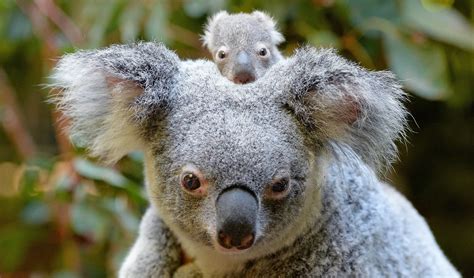 australia zoo introduces   baby koala   season