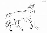 Pferd Fohlen Ausmalen Pferde Foal Galloping Galoppierendes Malvorlage Bilder sketch template