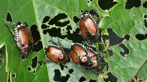 what plants do japanese beetles attack abc termite and pest control