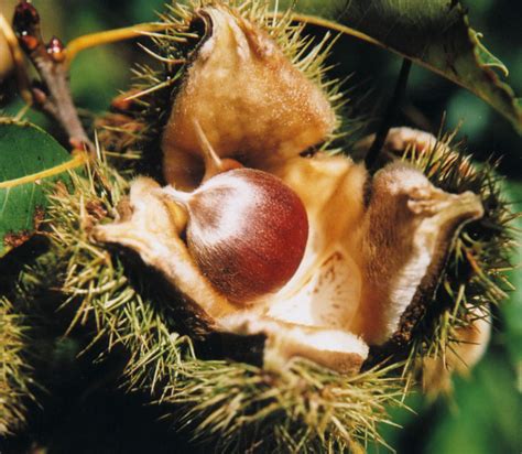 american chestnut nutrition facts benefits   pictures