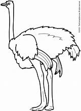 Coloring Pages Ostrich Preschool Kids Printable Animals Kindergarten Animal Other Click sketch template