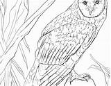 Owl Coloring Realistic Barn Pages Getcolorings Pa Color Sheets sketch template