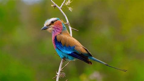beautiful  feisty lilac breasted roller bird africas
