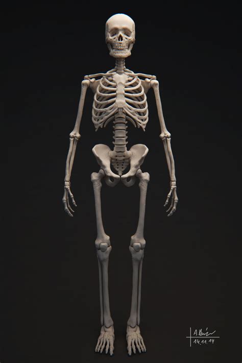 human skeleton  model obj tga cgtradercom