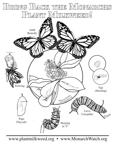 butterfly life cycle coloring page  coloring page blog