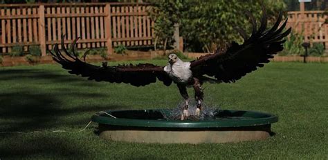 falconry centre birds  prey experience days west midlands