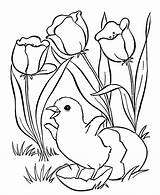 Coloring Easter Chick Pages Hatching sketch template