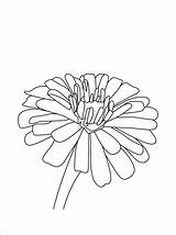 Zinnia Coloring Pages Flower Printable Print Sheets Designlooter Border Template 82kb 750px 1coloring sketch template