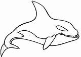 Whale Coloring Shamu Orca Outline Pages Clipart Killer Printable Kids Clip Drawing Stencil Cliparts Cartoon Fish Pic Choo Rainbow Train sketch template