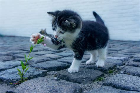cat flower kitten  photo  pixabay pixabay