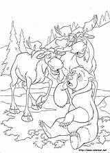 Koda Disegni Oso Hermano Fratello Orso Frere Malvorlagen Ours Kenai Malvorlagen1001 sketch template