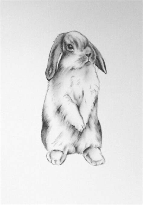 rabbit art original  charcoal lop eared bunny drawing bunny