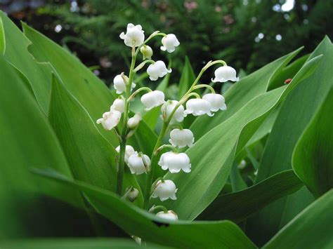may s birthflower the lily of the valley avas flowers