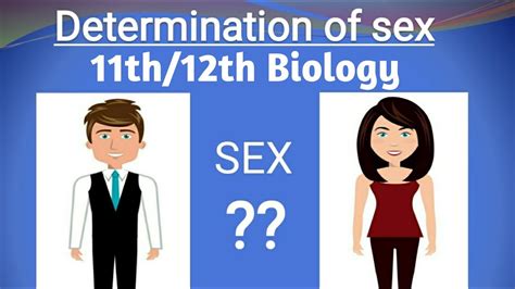human reproduction system class 12th biology how sex is determined in