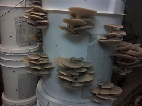 oyster mushroom  buckets mycology