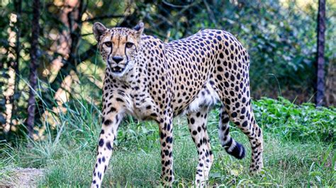 jongen  gegrepen door cheeta  safaripark beekse bergen rtl nieuws