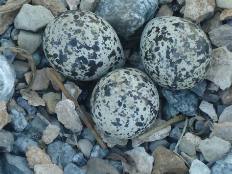 pine creek style bird eggs incognito