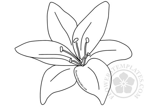 printable lily template printable word searches