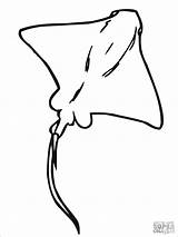 Stingray Manta Sting Whiptail Ausmalbilder Mantarrayas Rays Supercoloring Piercing Mantarraya Coloringbay Intended Minimal Graceful Moving Imgkid Gaddynippercrayons Diver Raie Pez sketch template