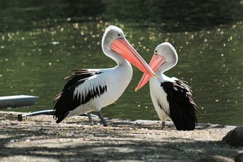 pelikan ptak wodny darmowe zdjecie na pixabay