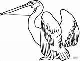 Pelican Pelicans Pelicano Pelikan Malvorlage Puzzli Pelikany Kolorowanka Kolorowanki Coloringbay sketch template