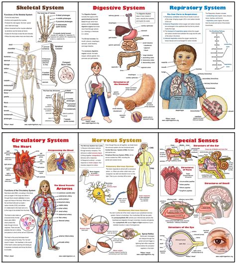 body systems poster set   worksheets
