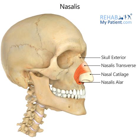 nasalis rehab  patient