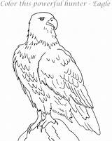 Eagle Coloring Pages Printable Feather Eagles Logo Kids Print Philadelphia Color Template Getcolorings Harpy Birds sketch template