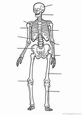 Coloring Anatomy Pages Human Body Skeleton Book System Skeletal Printable Worksheet Choose Board Kids sketch template