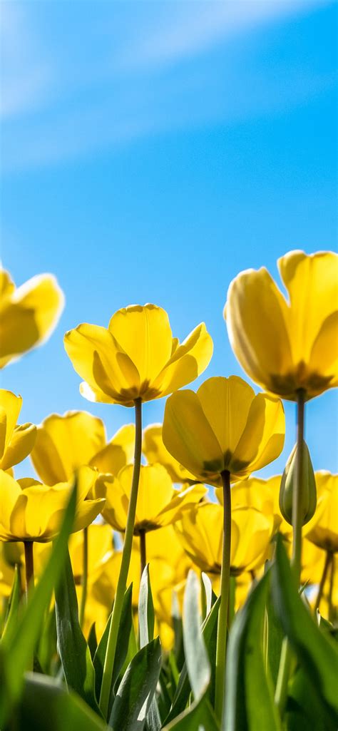 tulips wallpaper  yellow flowers blossom blue sky bloom flowers