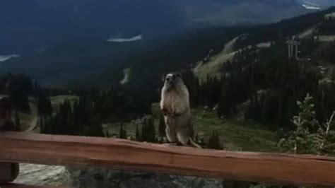 dumpertnl hoe doet een marmot
