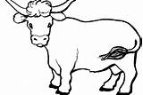 Cow Angus Coloring Pages Drawing Getdrawings sketch template