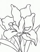 Coloring Flower Pages Iris Flowers Year Drawings Color Line Colouring Printable Olds Paint Old Spring Drawing Cool Library Clipart Irises sketch template