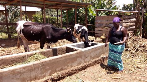 boost  dairy farming production   tips mkulimatodaycom