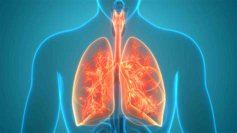 bronchi  involved  numerous functions   lungs
