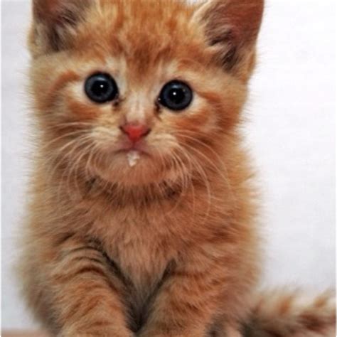 10 Best Images About I Love My Orange Tabby On Pinterest