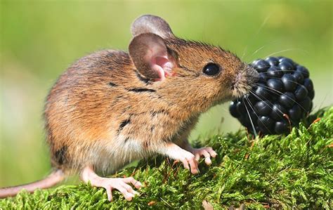 field mice identification prevention   haven ct connecticut