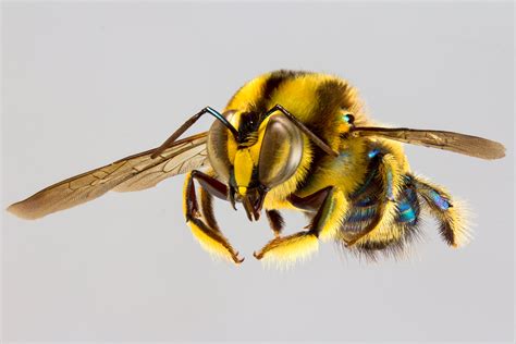 photographic guide  australias bees australian geographic
