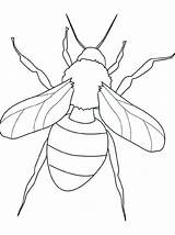 Insekten Malvorlagen Cicada Insect Bug Jurnalistikonline sketch template