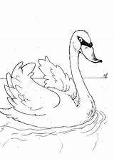 Coloring Swans Print Pages sketch template