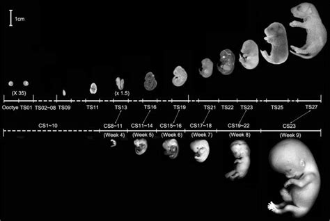 Morphological Comparisons Of Mouse And Human Embryo