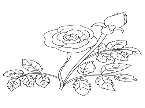 rose buds drawing  getdrawings
