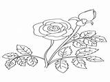 Rose Buds Drawing Getdrawings Bud Coloring sketch template