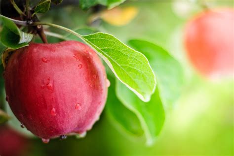 appel recepten zoete en hartige gerechten boodschappennl