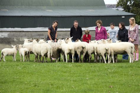 sheep farm tours ireland