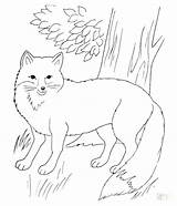 Fox Coloring Pages Arctic Red Printable Realistic Fantastic Mr Terry Colouring Color Drawing Print Forest Getcolorings Draw Drawings Choose Board sketch template