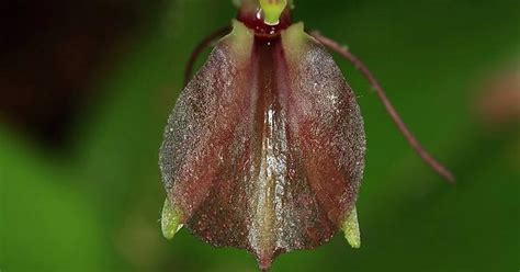 Lily Leaved Twayblade Orchid Oc Imgur