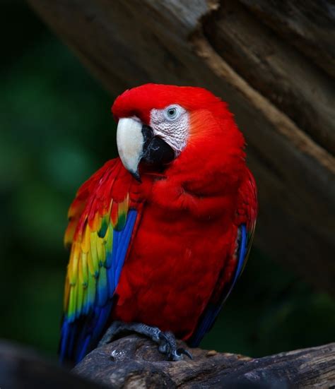 scarlet macaw image id  image abyss