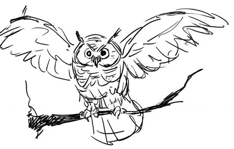 printable owl coloring pages  kids owls drawing owl coloring