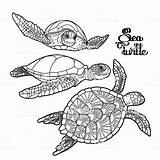 Hawksbill Tartaruga Tatuaggio Colorare Graphic Tartarughe Sketch Disegni Collezione Turtles Tatoo Coloring 123rf sketch template